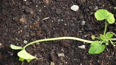 Weak unhealthy seedlings. Closeup of green small wispy leaves, wilted branch Stock Footage 239062736