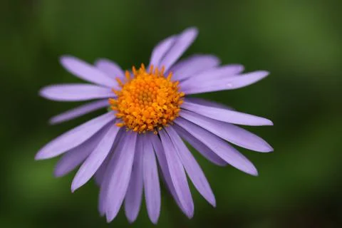 Weak violet aster flower close up 스톡 사진