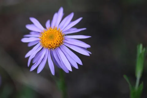 Weak violet aster flower Stock Photos