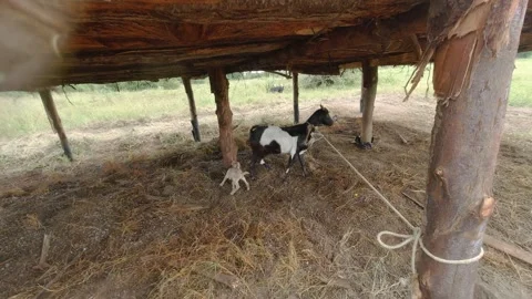 WEANING GOAT Stock Footage 296482567