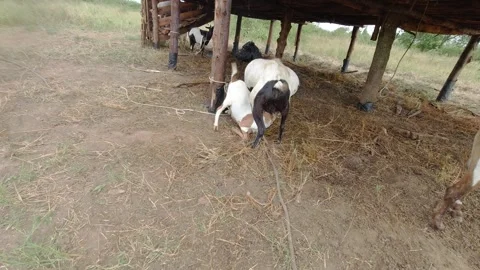 WEANING GOAT Stock Footage 296624329