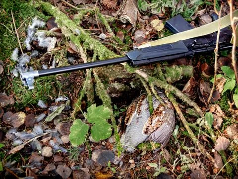 Weapons on moss-covered branches, under the branches shot grouse, selective f Foto stock