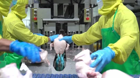 Wear chicken to jack conveyor Stock Footage 247238528