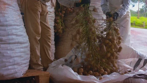 Wear house workers shaking, clearing coyol palm branches, harvesting fruit Stock Footage 101690473