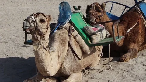 Weary camel laying down its head to rest Stock Footage 84720452