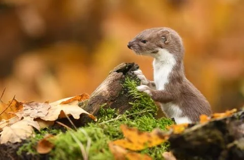 Weasel in autumn forest Foto stock