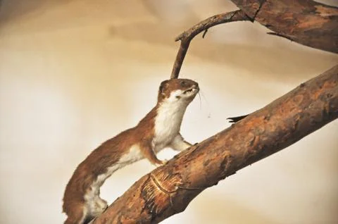 Weasel on a branch Stock Photos