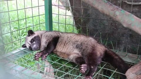 The weasel in the cage is resting. Stock Footage 166823006