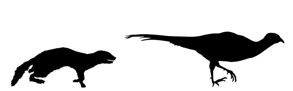 Weasel chase attack prey pheasant running vector silhouette Stock Illustration