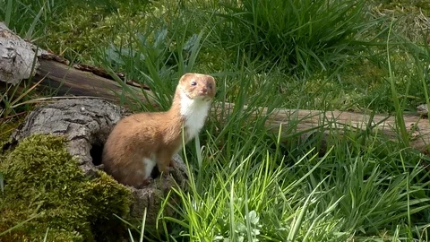 Weasel. Emerges from a tree hole and sniffs the air (Mustela nivalis) Stock Footage 129385958