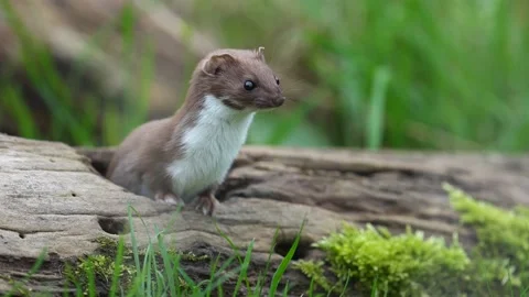 Weasel, Mustela nivalis Stock Footage 167175228