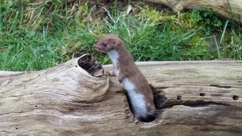 Weasel or Least weasel (mustela nivalis) looking out of hole in tree log Stock Footage