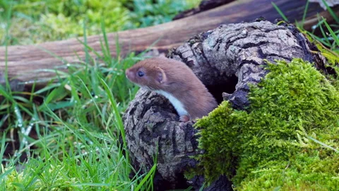 Weasel or Least weasel (mustela nivalis)  Stock Footage 150219786