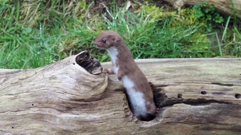 Weasel or Least weasel (mustela nivalis)  Stock Footage 150277551