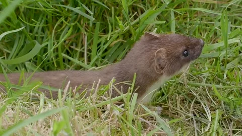 Weasel or Least weasel (mustela nivalis) Stock Footage 285251857
