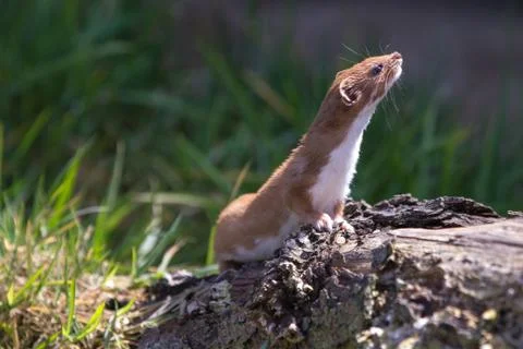 Weasel Stock Photos