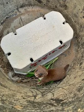 Weasel Stock Photos