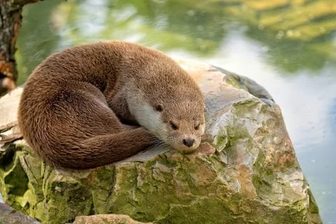 Weasel resting in the wild Stock Photos