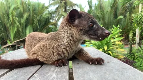 Weasel Root From (Indonesia) Part 1 Stock Footage 218447178
