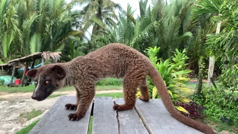 Weasel Root From (Indonesia) Part 2 Stock Footage 218447161