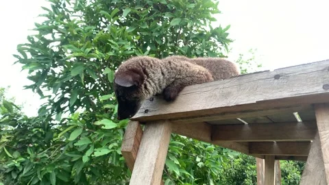 Weasel Root From (Indonesia) Part 3 Stock Footage 218447085
