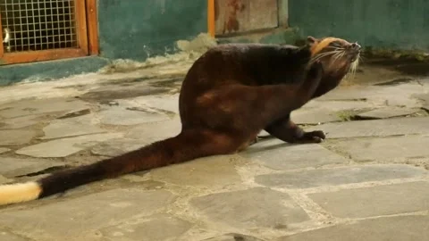 A weasel scratching its head in a cage Stock Footage 234956606