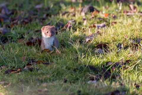 Weasel standing in grass Stock Photos
