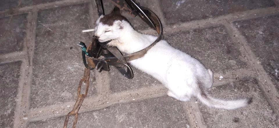 A weasel in a trap Stock Photos