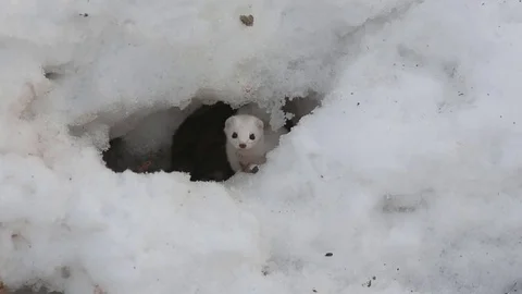 Weasel in winter plumage carefully peeks from a mink in the snow Stock-Footage 72861249