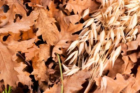 Weat and leafs Stock Photos