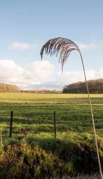 Weat grass in the field Stock Photos