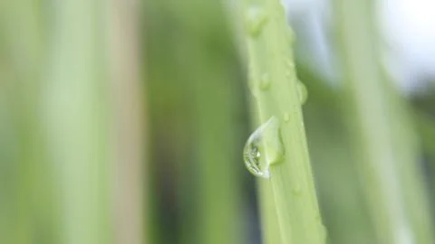 Weat raining day leaf deft of field straight line grass.JPG Stock Photos