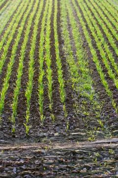 Weath crop at sunset Stock Photos