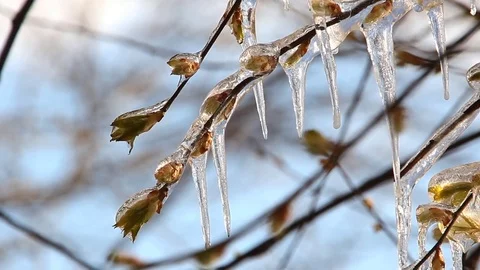 Weather anomalies, frosts.  Big icicles on a tree. Stock Footage 74581053