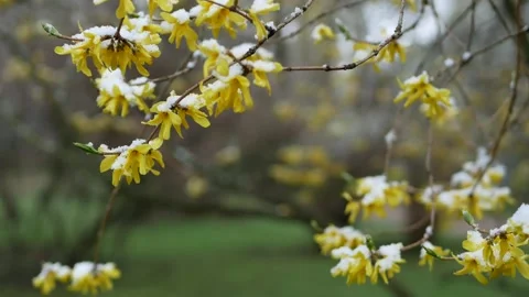 Weather anomalies - snowfall in spring. Stock Footage 240455445