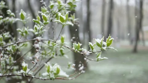 Weather anomalies - snowfall in spring. 스톡 동영상 240455512