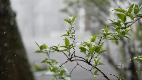 Weather anomalies - snowfall in spring. Stock Footage 240712430