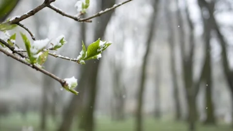 Weather anomalies - snowfall in spring. Video stock 240712596