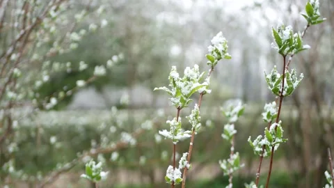 Weather anomalies - snowfall in spring. Stock Footage 240712891
