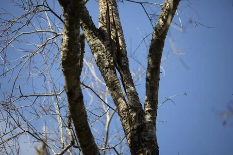 Weather Damage to Tree Stock Photos