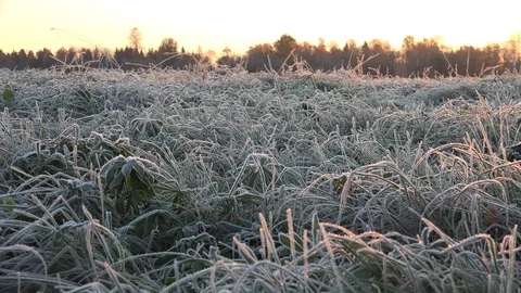 Weather Forecasting or First Day of Winter 2 動画素材 97688133