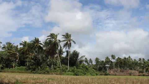 The weather in the rice fields with strong winds blowing against the blue sky Stock Footage 278809482