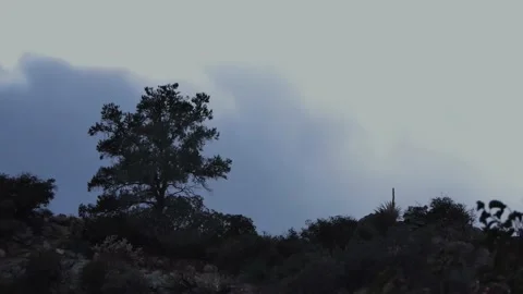 Weather Storm Blowing Trees During Heavy Rain Stock Footage 146754077