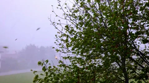 Weather Storm with Rain on a Cherry Tree Top with Fruit in a Windy Day Видео 196810440
