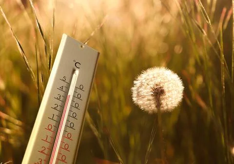 Weather thermometer and dandelion blowball in spring meadow, space for text Stock Photos