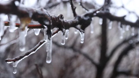 Weather. Tree branches covered with transparent ice 01 Video stock 168911710