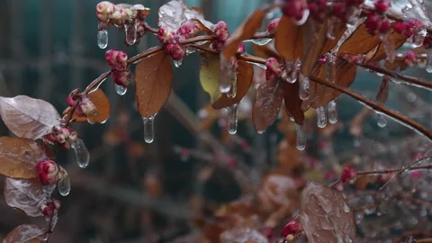 Weather. Tree branches covered with transparent ice 02 Video stock 168911750