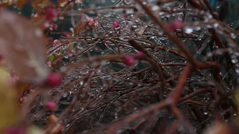 Weather. Tree branches covered with transparent ice 03 Video stock 168911799