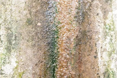 Weathered Algae And Mineral Surface Texture Stock Photos