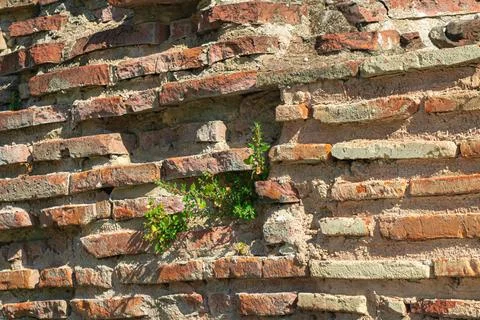 Weathered ancient brick wall with growing vegetation and damaged masonry te.. Stock-Fotos